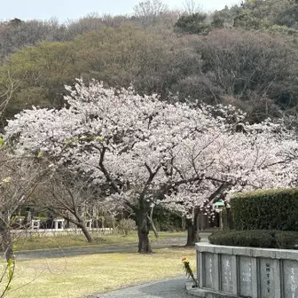 妙光寺の桜