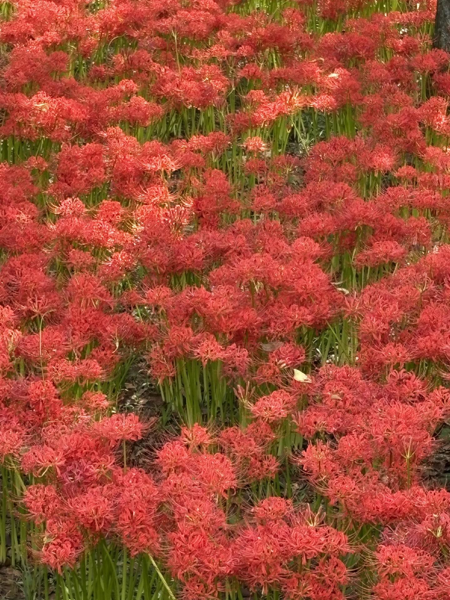 巾着田曼珠沙華公園と日和田山 / Akeさんのウォーキングの活動データ | YAMAP / ヤマップ