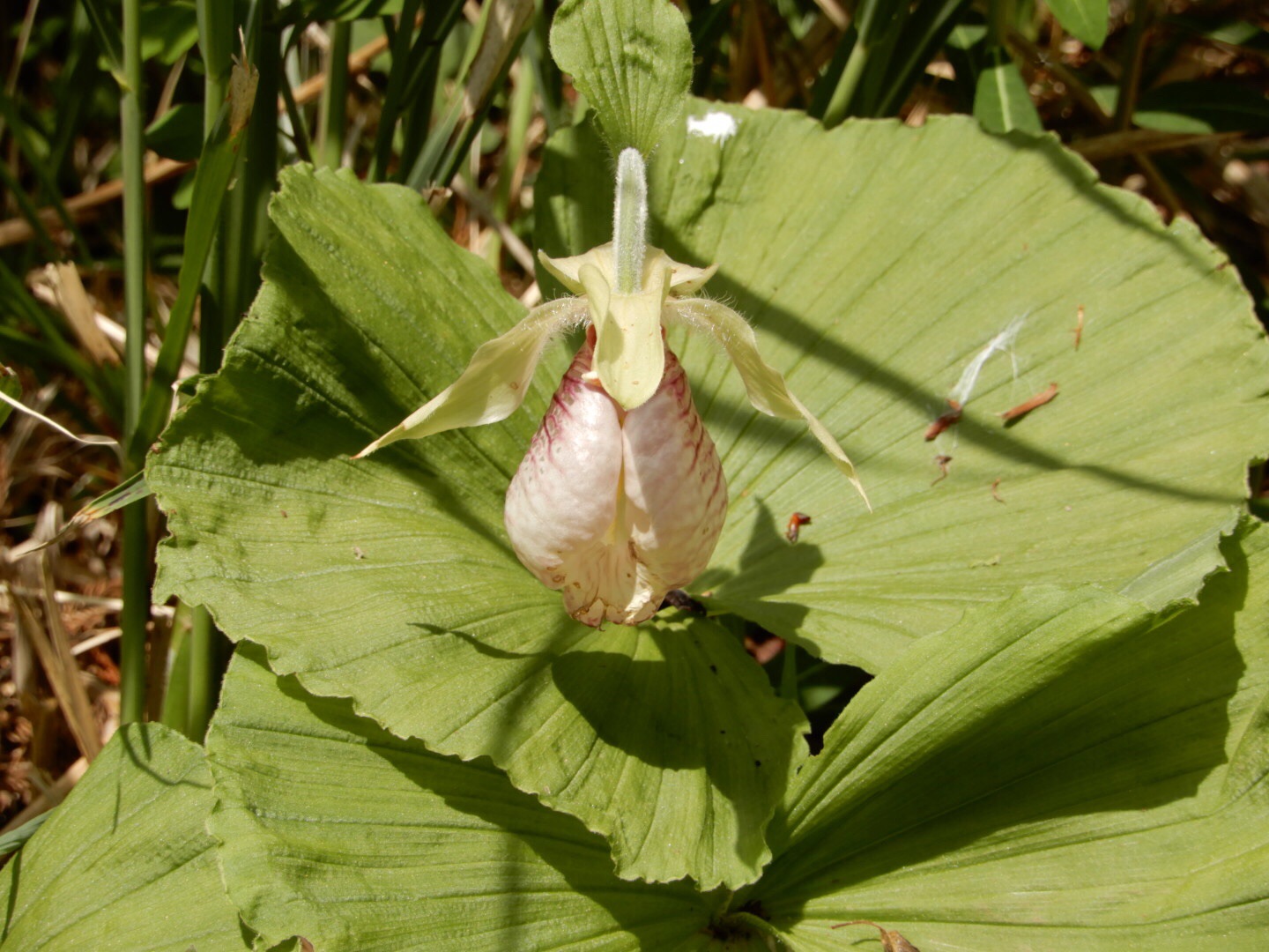 高尾 陣馬スタンプハイク完全制覇 花々に会えた山旅でした クメさんの高尾山 陣馬山 景信山の活動日記 Yamap ヤマップ