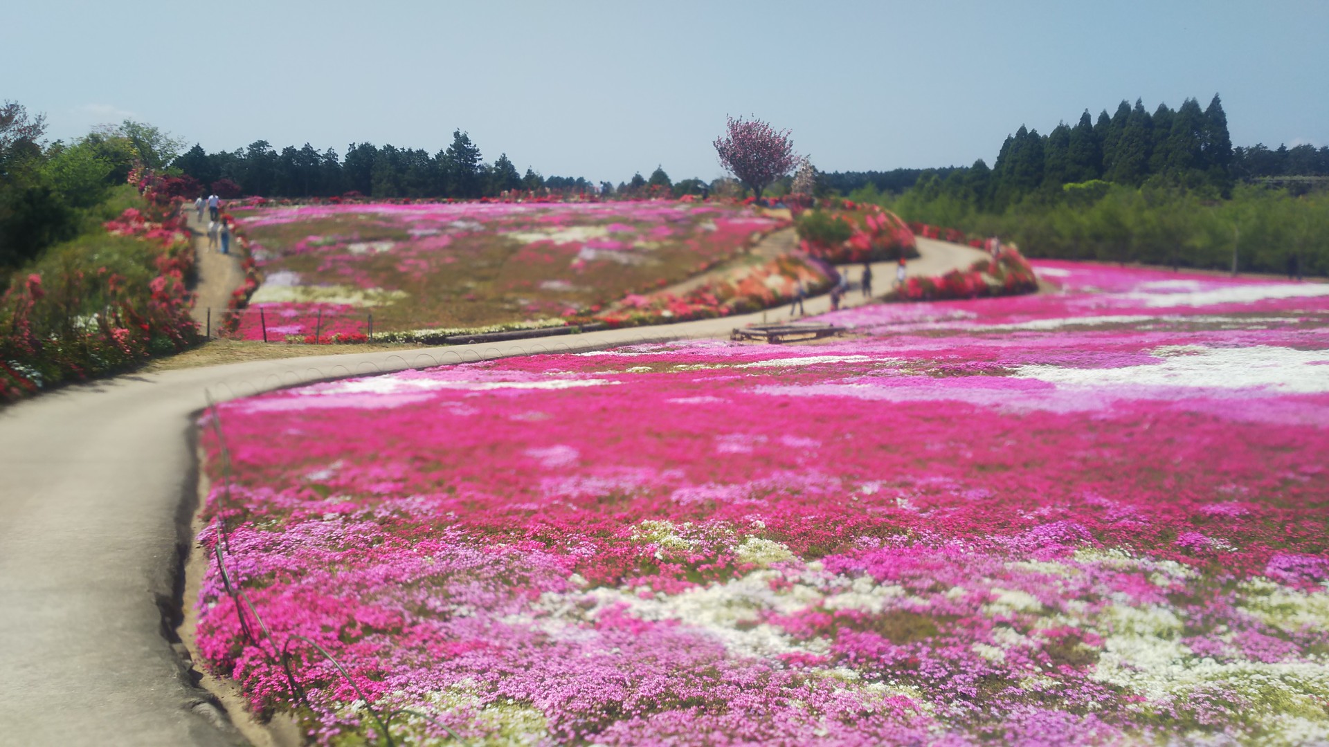 大村松本つつじ園までサイクリング ヒルクライムmさんの大村市の活動日記 Yamap ヤマップ