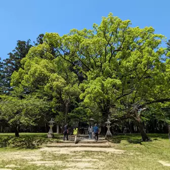 熊野本宮大社旧社地「大斎原」
熊野古道の終着点、そしてよみがえりの出発点！