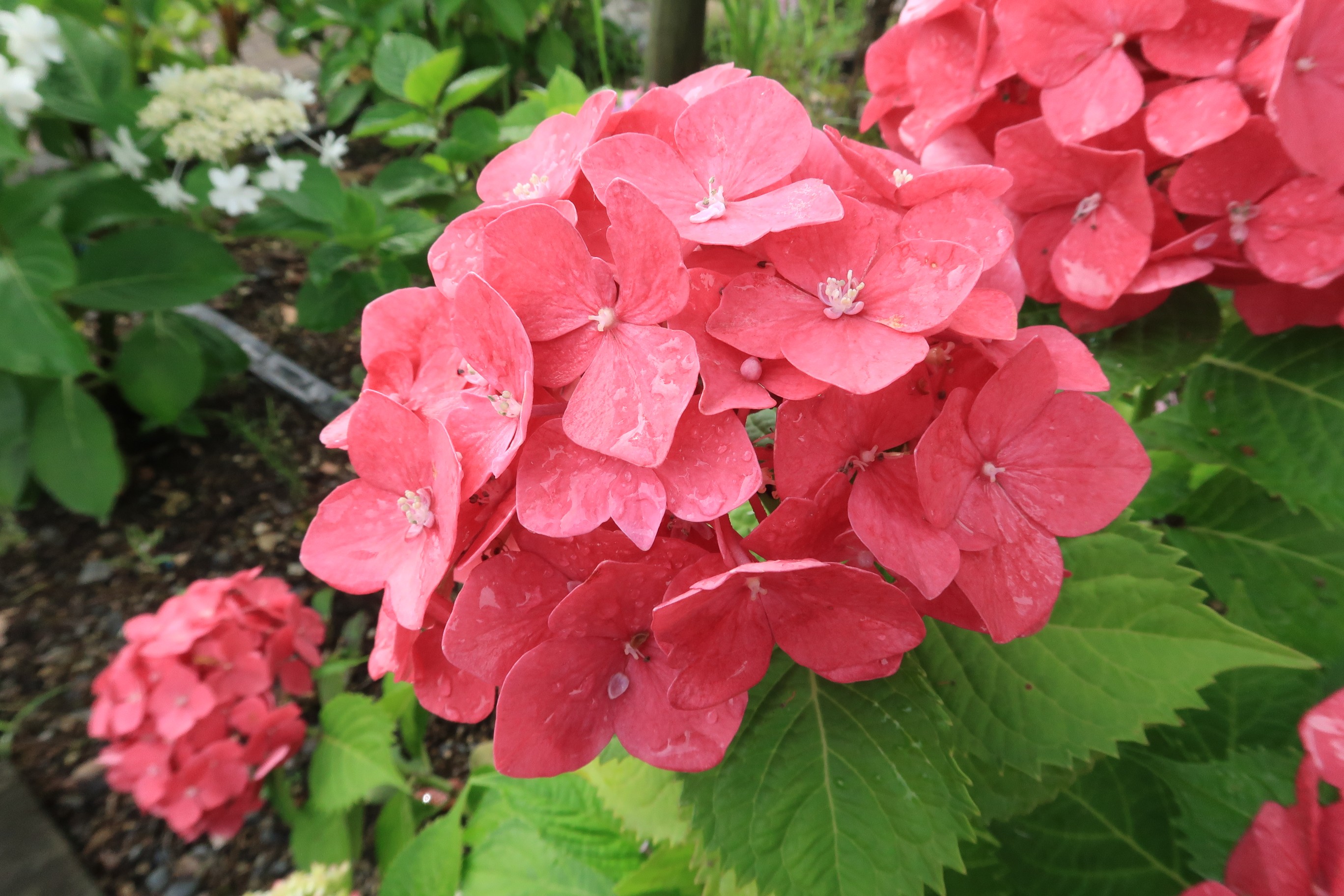 もりやま芦刈園でアジサイ を満喫 やぶーさんの琵琶湖 南側の活動日記 Yamap ヤマップ