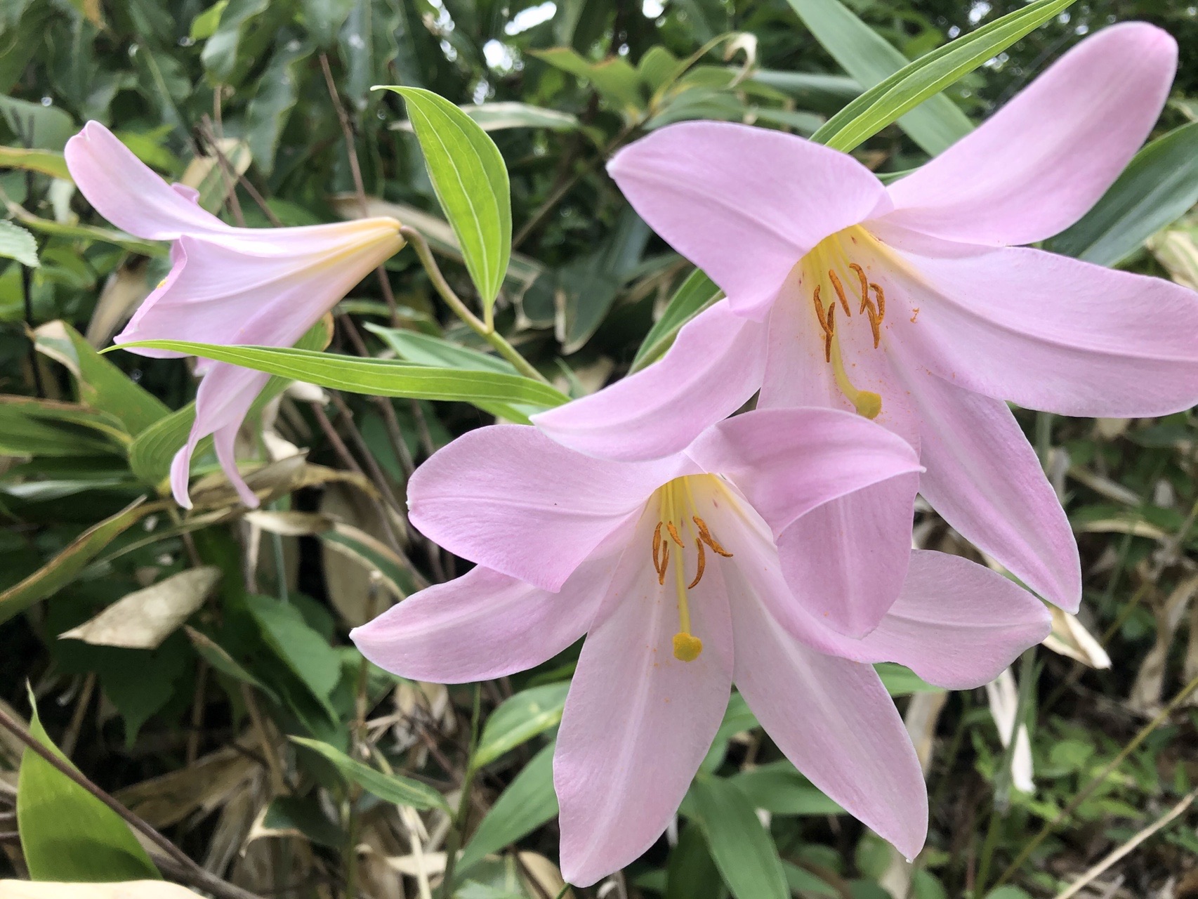 白鳥山 鳥坂山 ユズリハの峰 砥沢峰 黒中山 ドイリノ峰 石切山 W3hさんの櫛形山 鳥坂山 大峰山 櫛形山脈 の活動データ Yamap ヤマップ