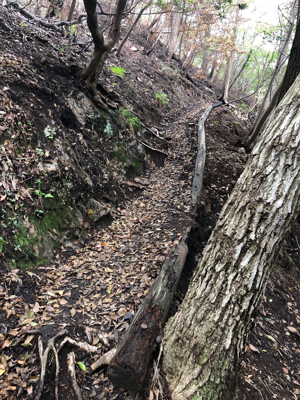 両崖山・仙人ヶ岳・石尊山 ここも黒焦げ