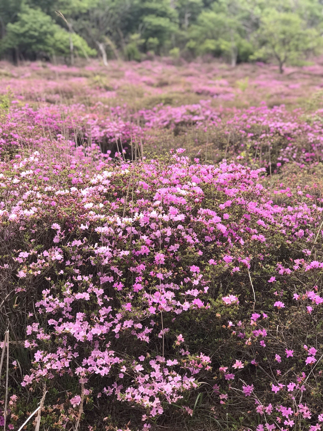 高千穂河原 鹿ヶ原 矢岳 竜王山 Tgontさんの霧島山 韓国岳 高千穂峰 夷守岳 烏帽子岳の活動データ Yamap ヤマップ
