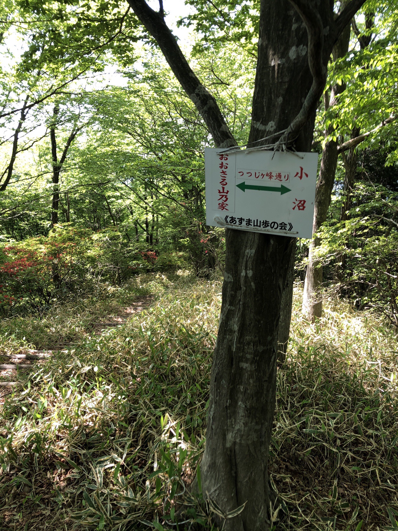 つつじが峰 長七郎山 小沼 茶の木畑峠周回 赤城山 19 05 26 よしぴーさんの赤城山 黒檜山 荒山の活動日記 Yamap ヤマップ