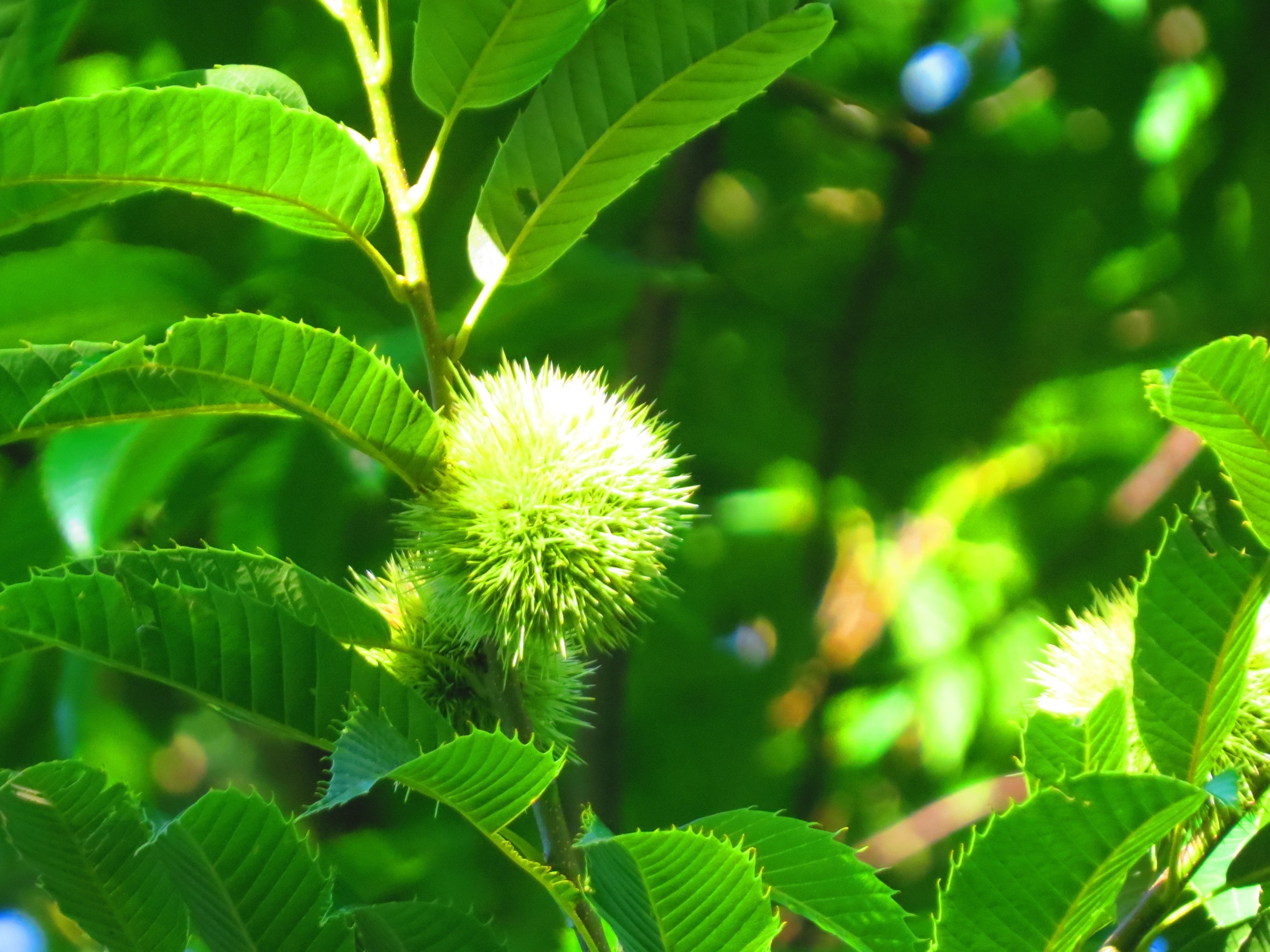 殻斗果 かくとか コックンさんの篠栗町の活動日記 Yamap ヤマップ