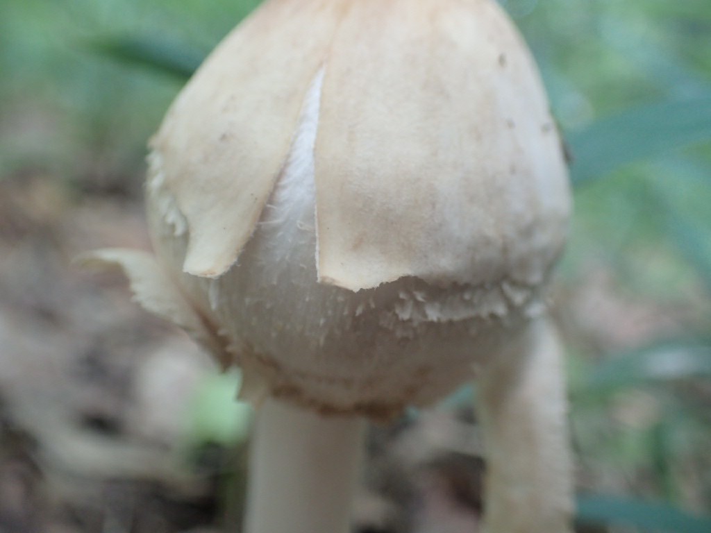 猿投山と森林公園 とんこさんの猿投山 物見山の活動日記 Yamap ヤマップ