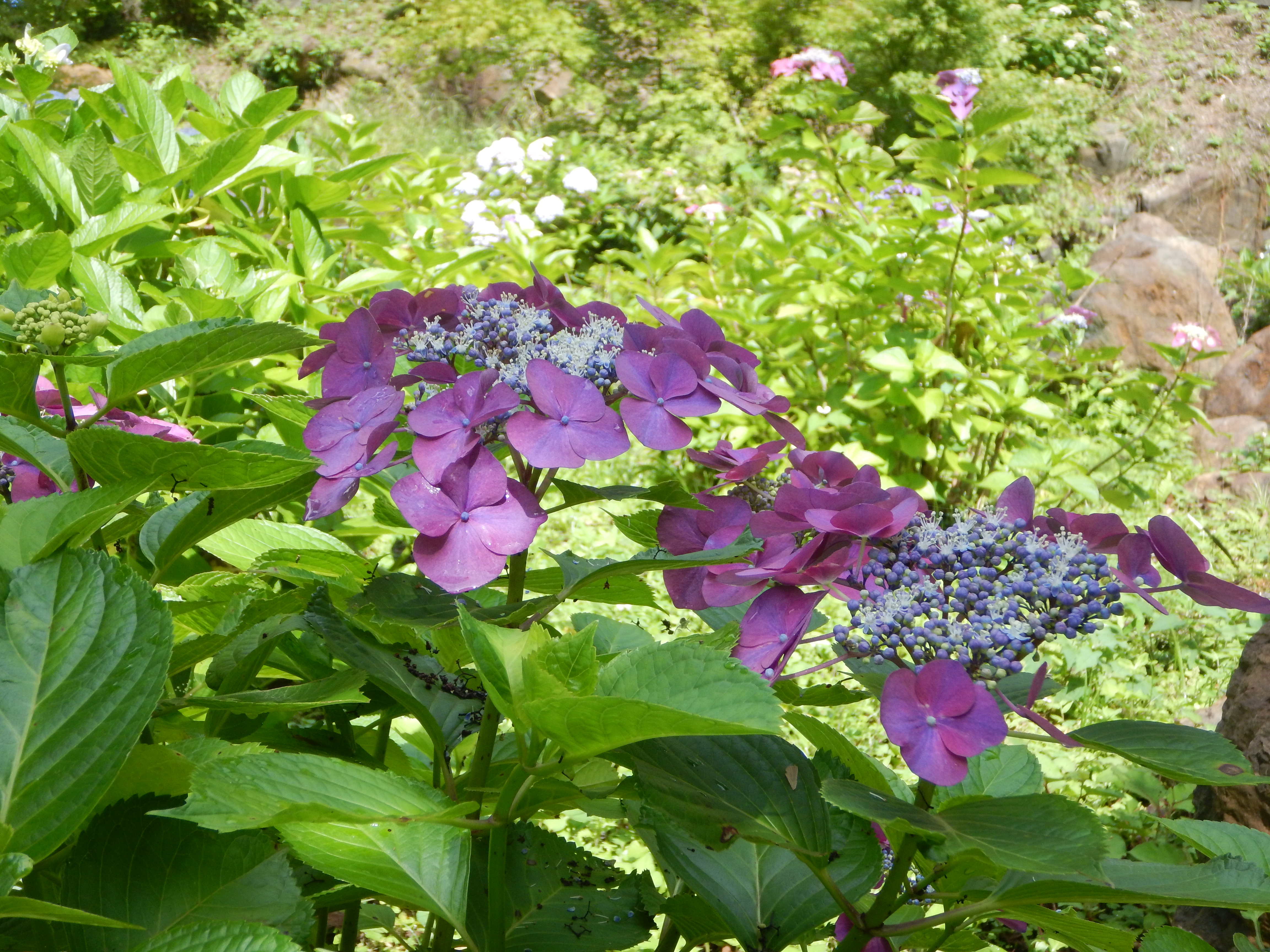 紀の川サイクリングロードを往復し 和歌山県植物公園 緑花センター の満開のアジサイ園を散策 なかむらさんの和歌山市の活動データ Yamap ヤマップ