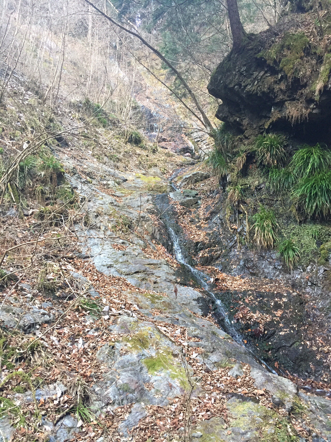 五丈の滝に遊んだ岳ノ山 大鳥屋山 栃百42 きのこ1951さんの大鳥屋山 岳ノ山の活動データ Yamap ヤマップ