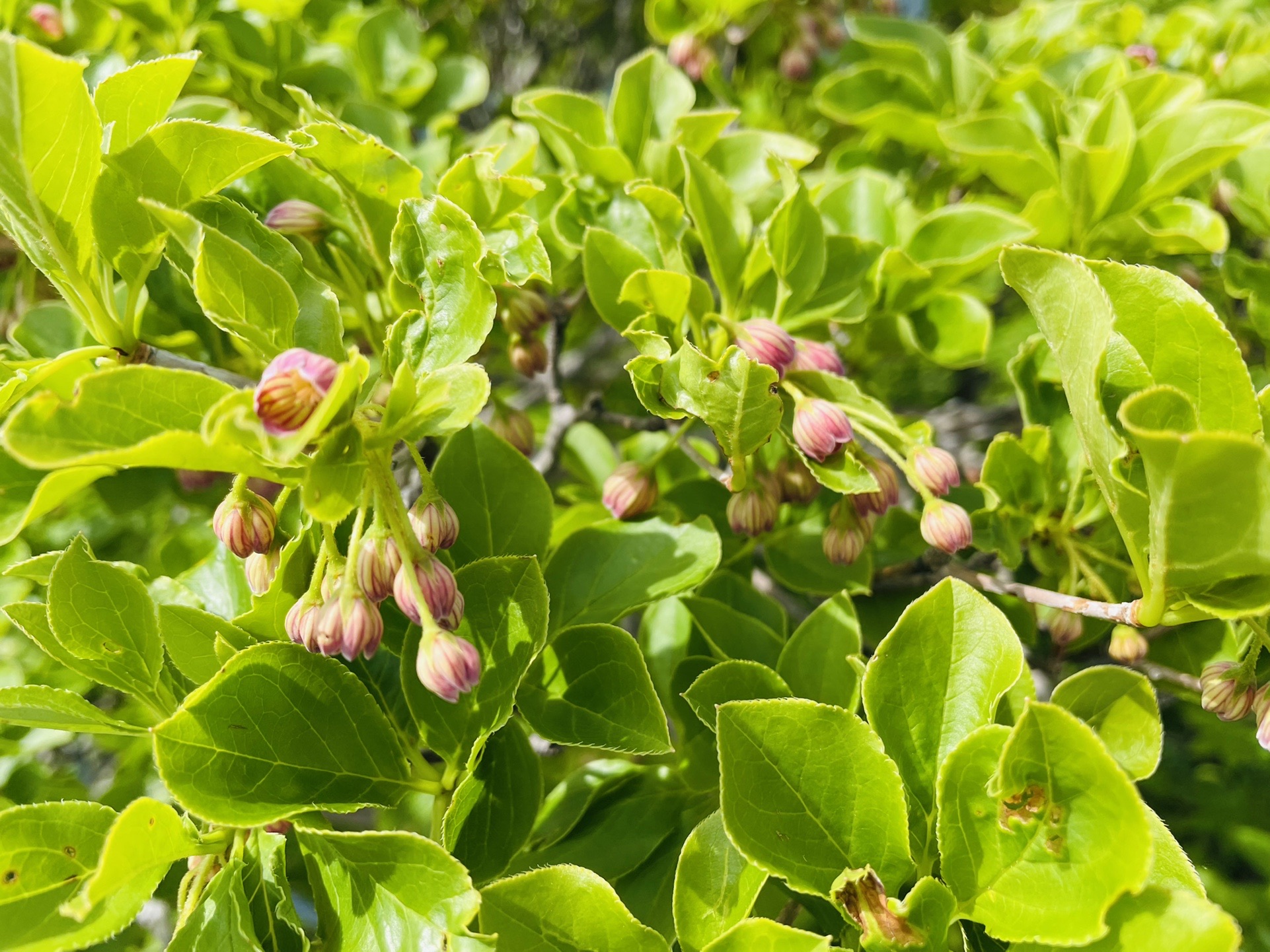 もうすぐドウダンちゃん始まりますね✨