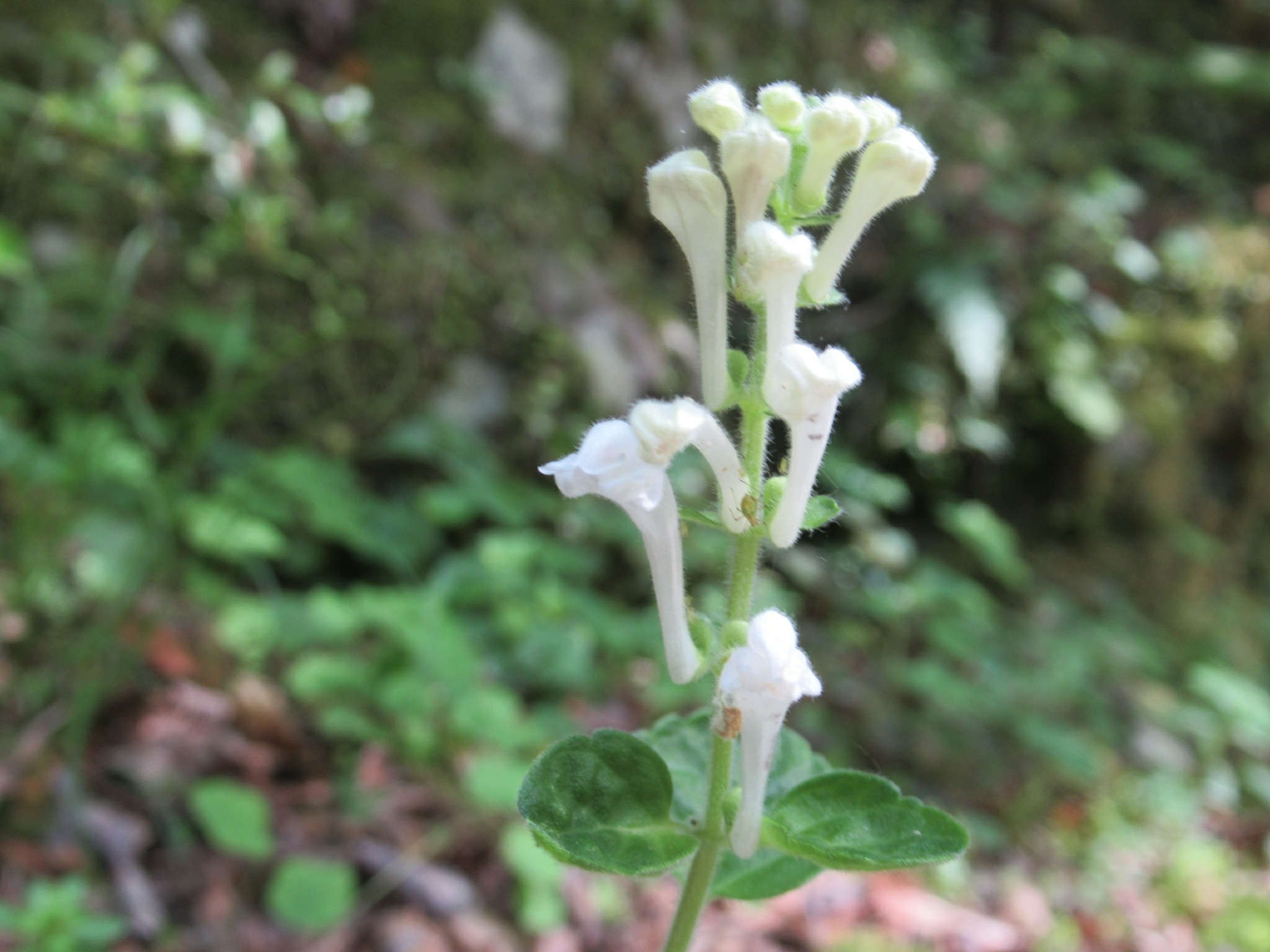 花 散策 シフォンケーキさんの本宮山 大日山 風頭山の活動日記 Yamap ヤマップ