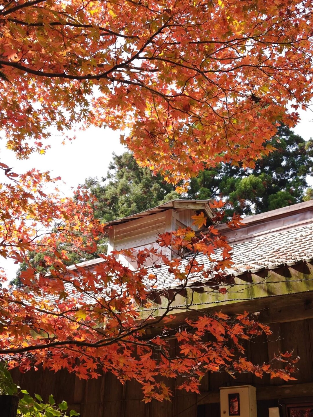 🎵 紅葉の華やぐ愛宕人疎ら ... / 京悟空さんのモーメント | YAMAP / ヤマップ