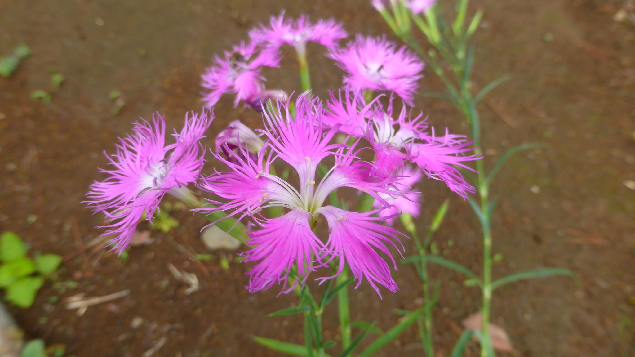 高尾散歩 れおまるさんの高尾山 陣馬山 景信山の活動日記 Yamap ヤマップ