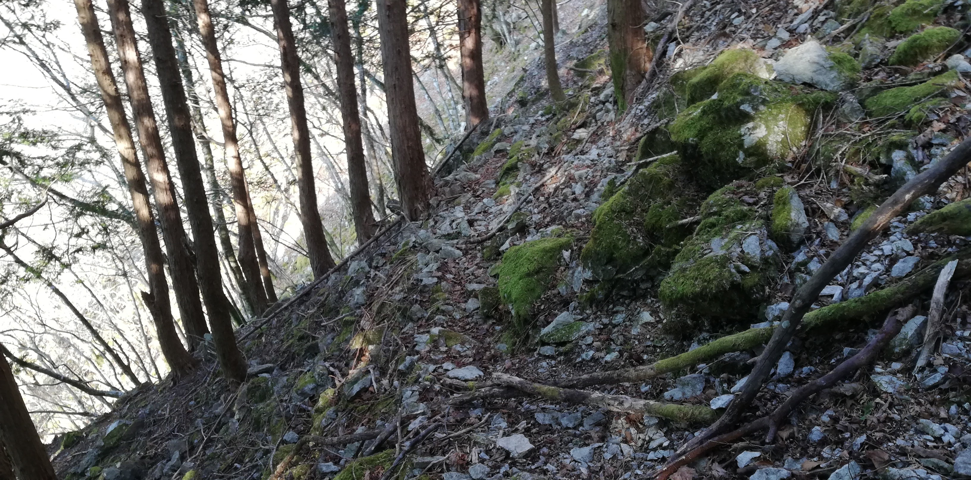 竜爪山 急登コース 青笹山 葵高原駐車場 ふつふつさんの竜爪山 薬師岳の活動データ Yamap ヤマップ