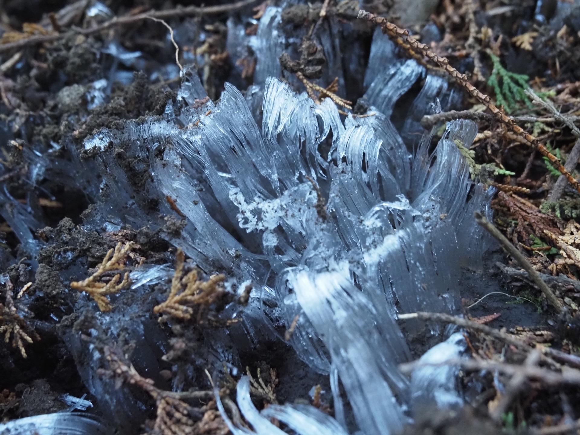 ザクザク🎶歩こ【俵山】 / たーじゃさんの俵山・冠ヶ岳・清栄山の活動データ YAMAP / ヤマップ