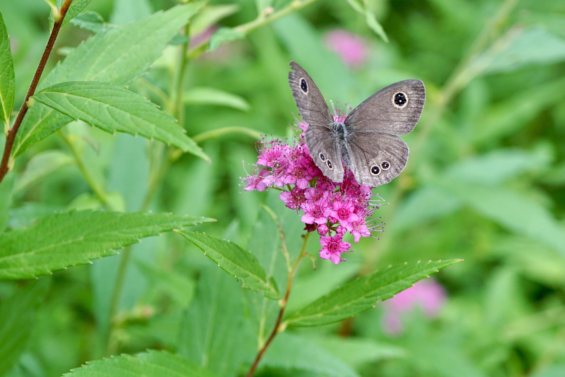 野の花散策 寿長生の郷 19 06 09 ななぱふさんの立木山 袴腰山の活動日記 Yamap ヤマップ