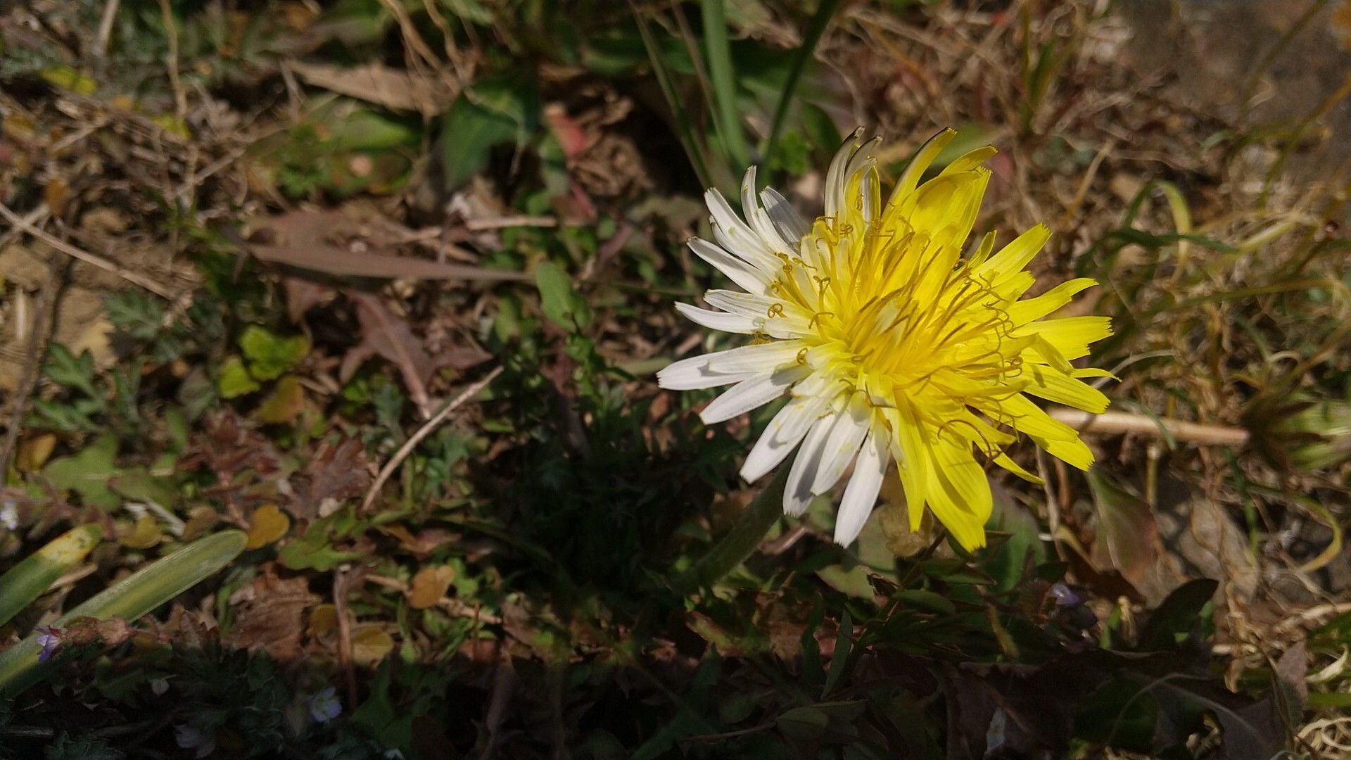 珍しいタンポポ見っけ 花びらの色が黄 あ 太郎さんのモーメント Yamap ヤマップ