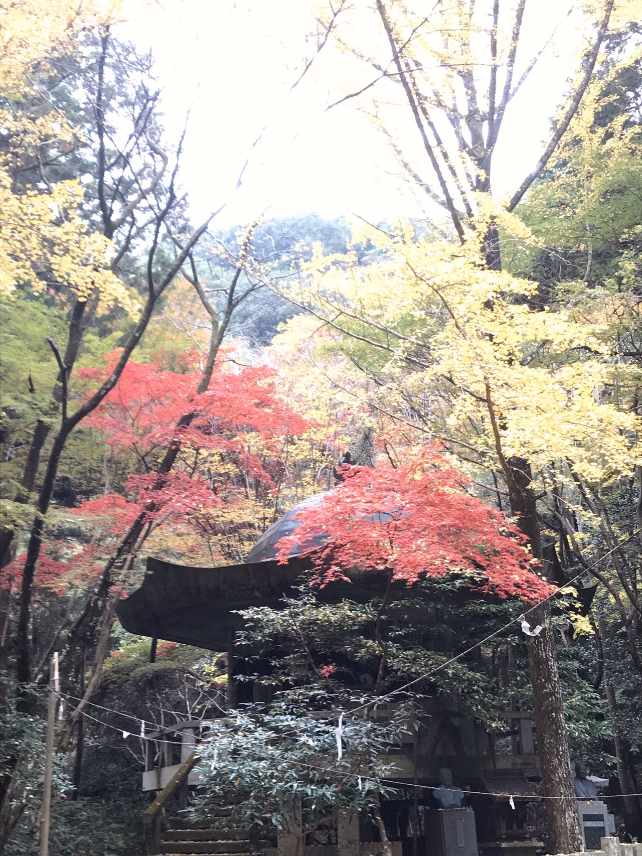 犬鳴山で紅葉と とbbq 槇尾山 槙尾山 和泉葛城山 19 11 24 いなちゃんさんの槇尾山 槙尾山 和泉葛城山 神於山の活動データ Yamap ヤマップ