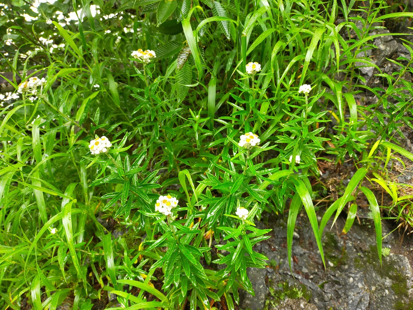 象ヶ鼻 宝珠山 初めてのお花畑 大山 甲ヶ山 野田ヶ山の写真9枚目 私はこの花が一番お気に入り 名前はわか Yamap ヤマップ