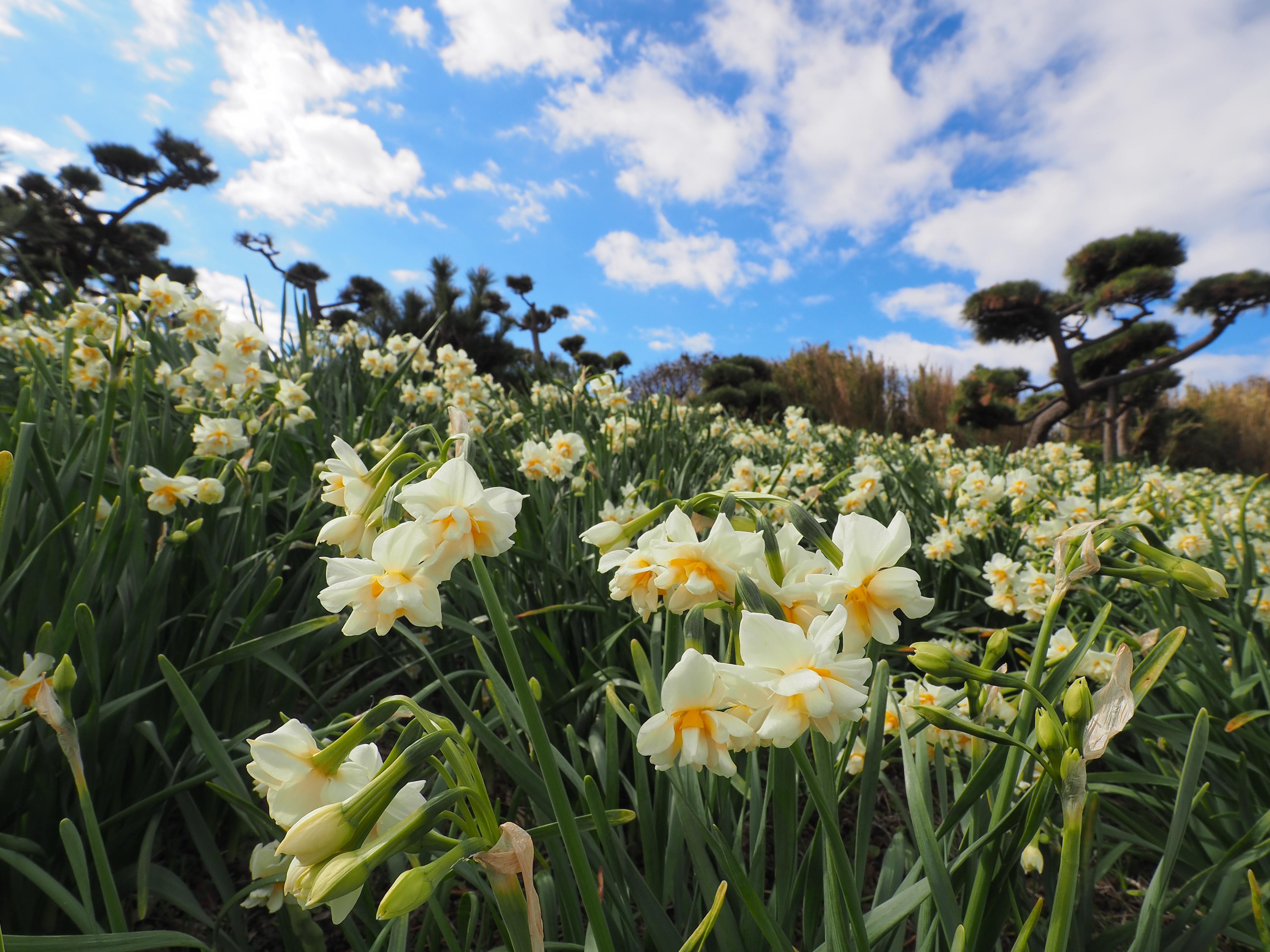 城ヶ島 水仙 Lagotis Glaucaさんの三浦市の活動データ Yamap ヤマップ