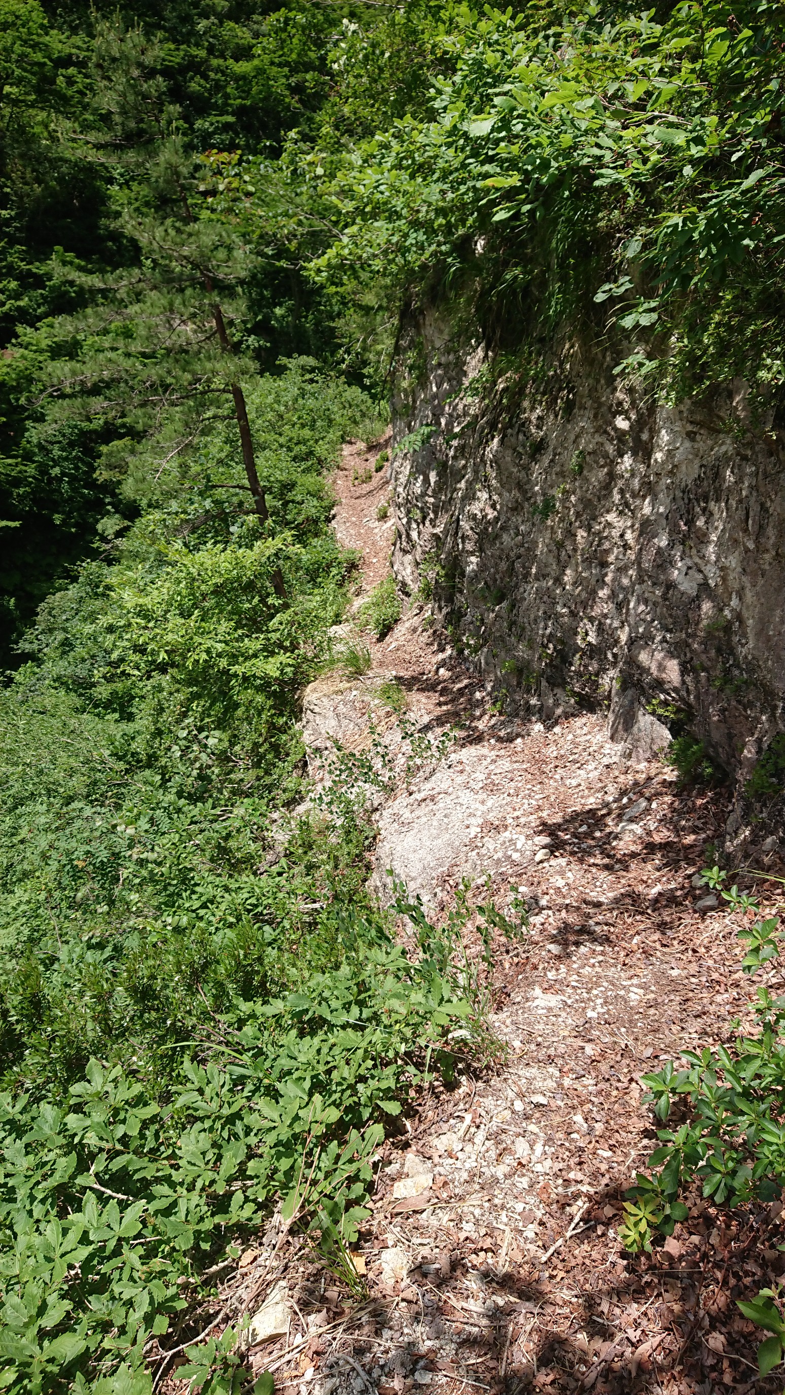 日本平山・鍋倉山 へつり道
落ちたら助からんと思いますがよそ見していない限り普通は落ちない😄