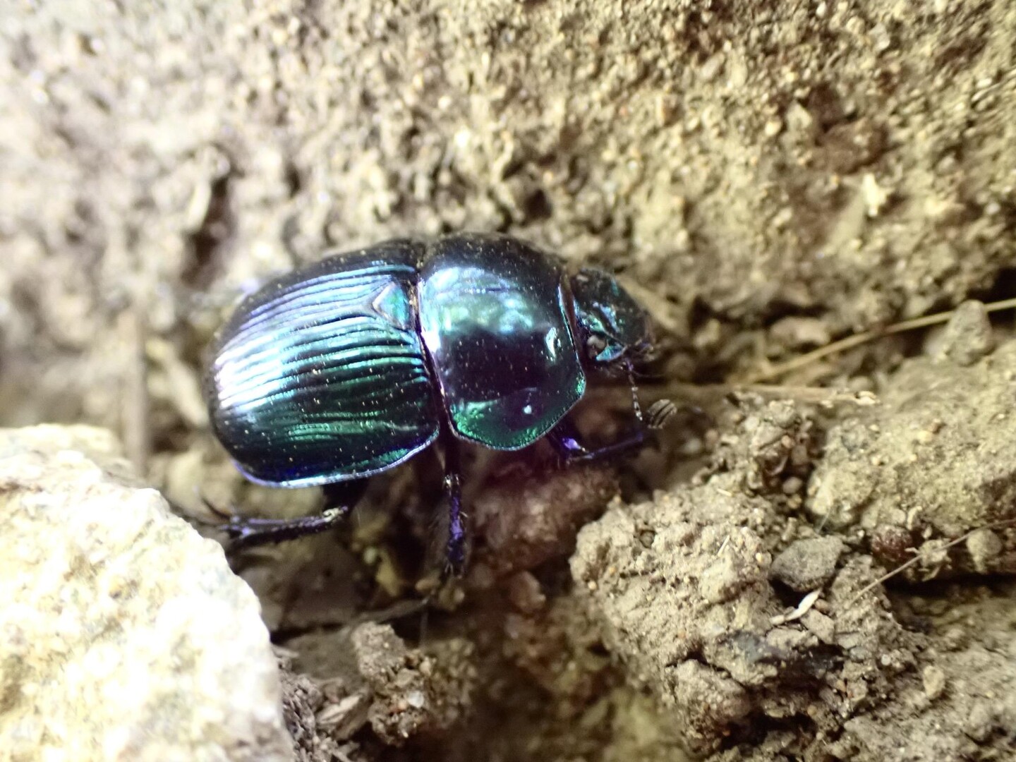 緑伽羅 沈香 虫漏 3g 沈香・伽羅｜御香堂