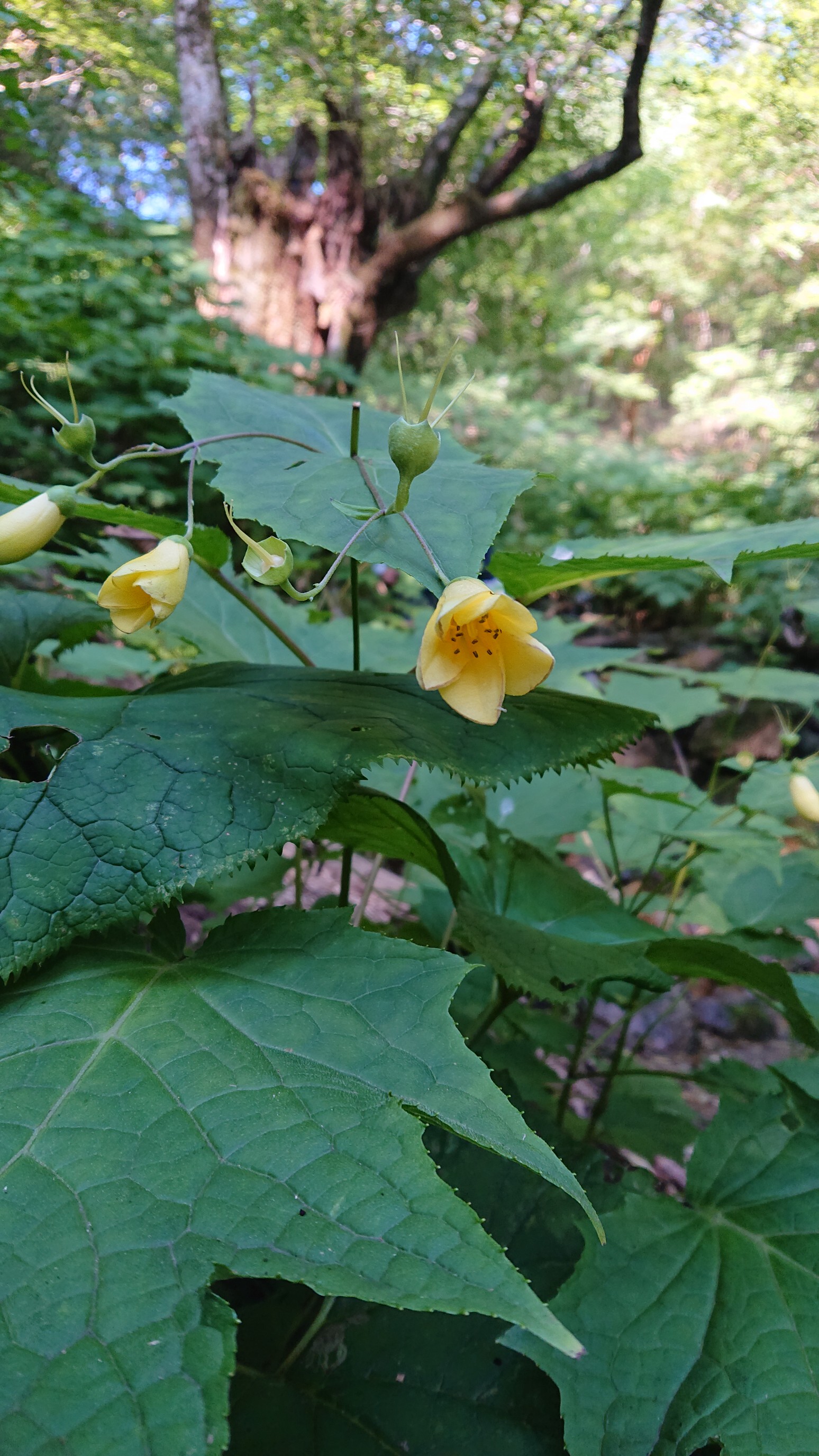 五年越しに憧れの天涯の花 キレンゲショウマ に会いに 怜さんの向坂山 三方山 天主山の活動データ Yamap ヤマップ