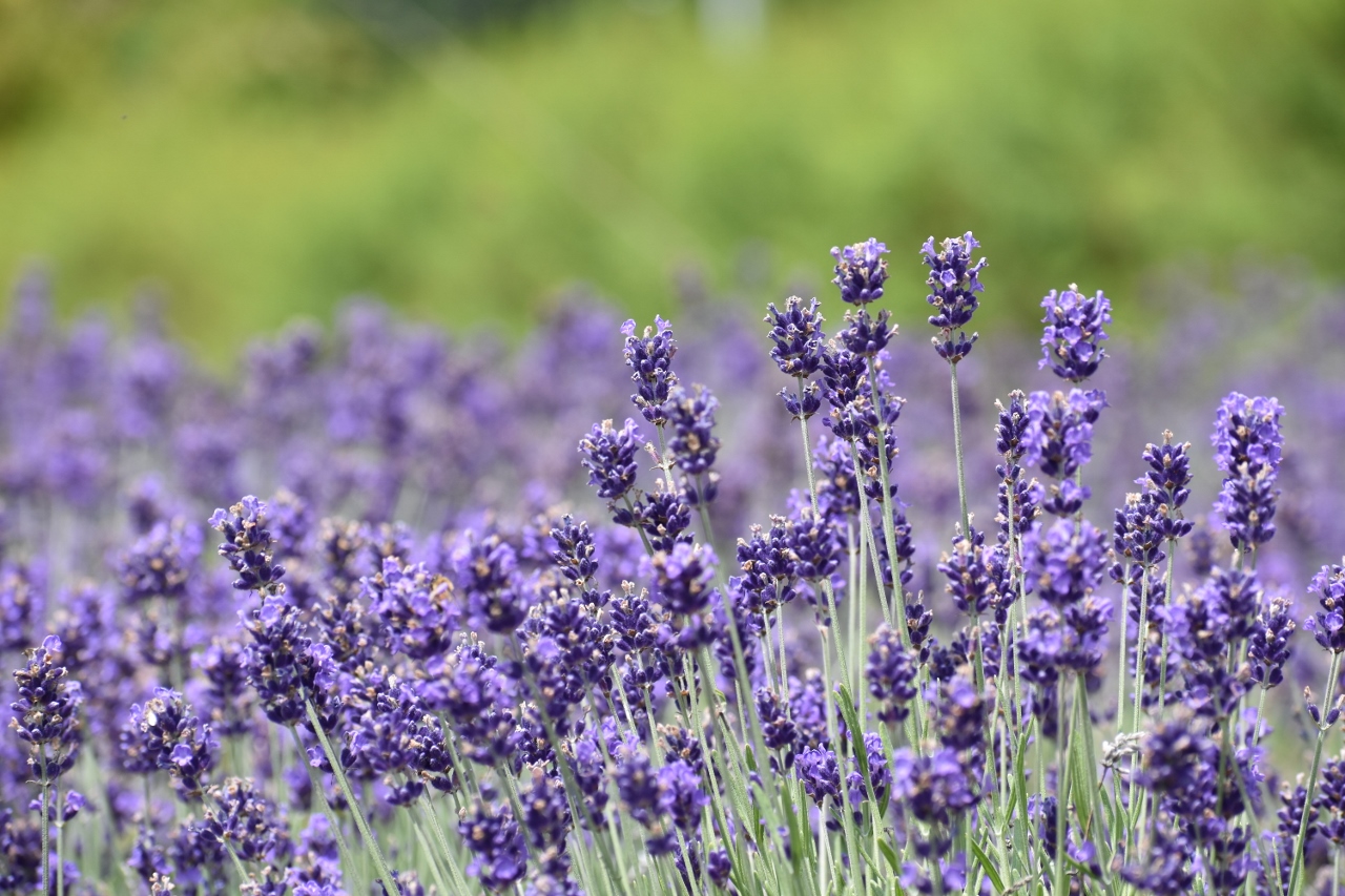 ラベンダーを見に行ってハンモックが欲しくなった 香山ラベンダーの丘 Ko Ichi さんの世羅町の活動データ Yamap ヤマップ