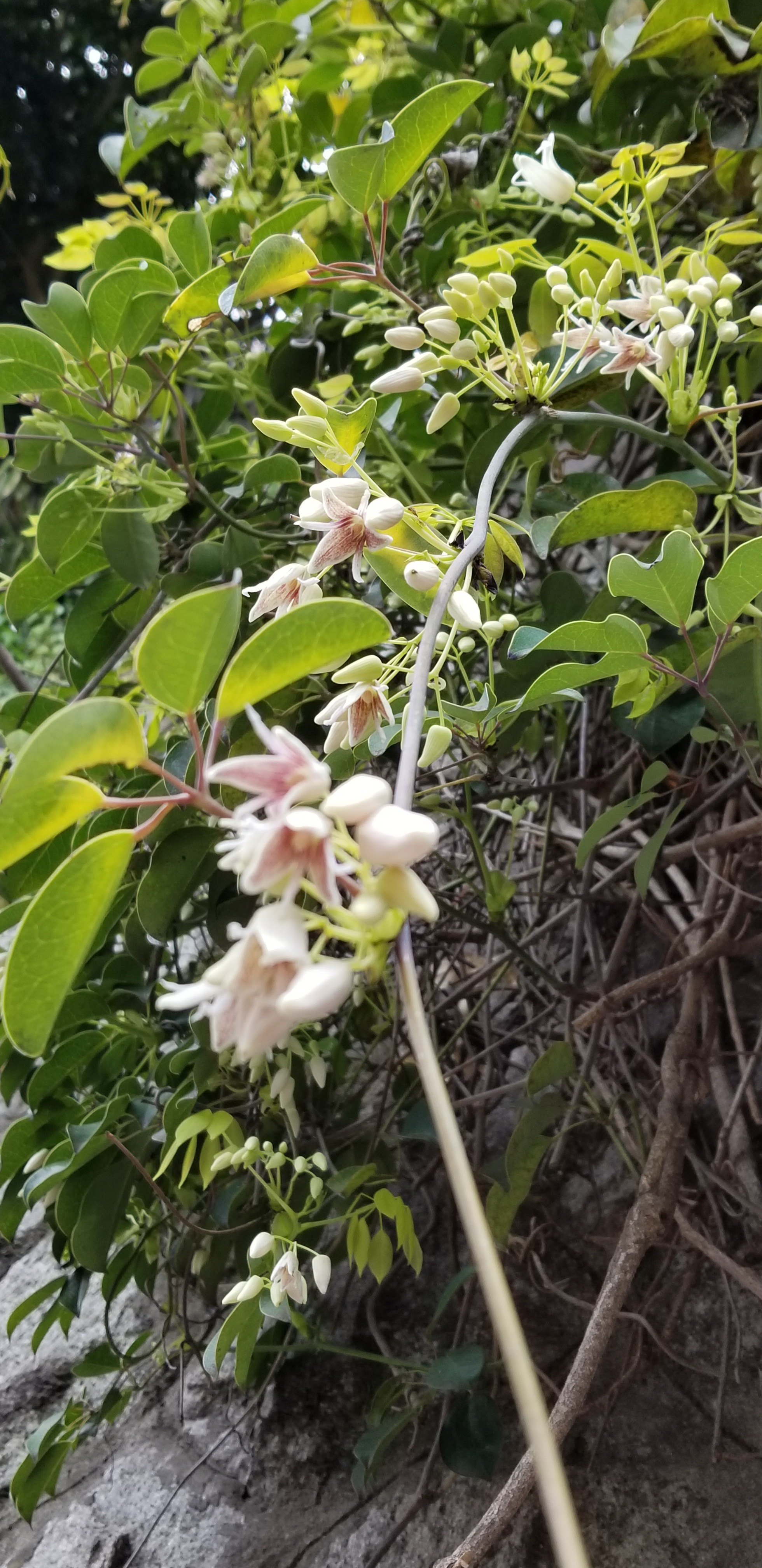 江戸川ハイキング 野草をたずねて ヤマカズさんの松戸市の活動日記 Yamap ヤマップ