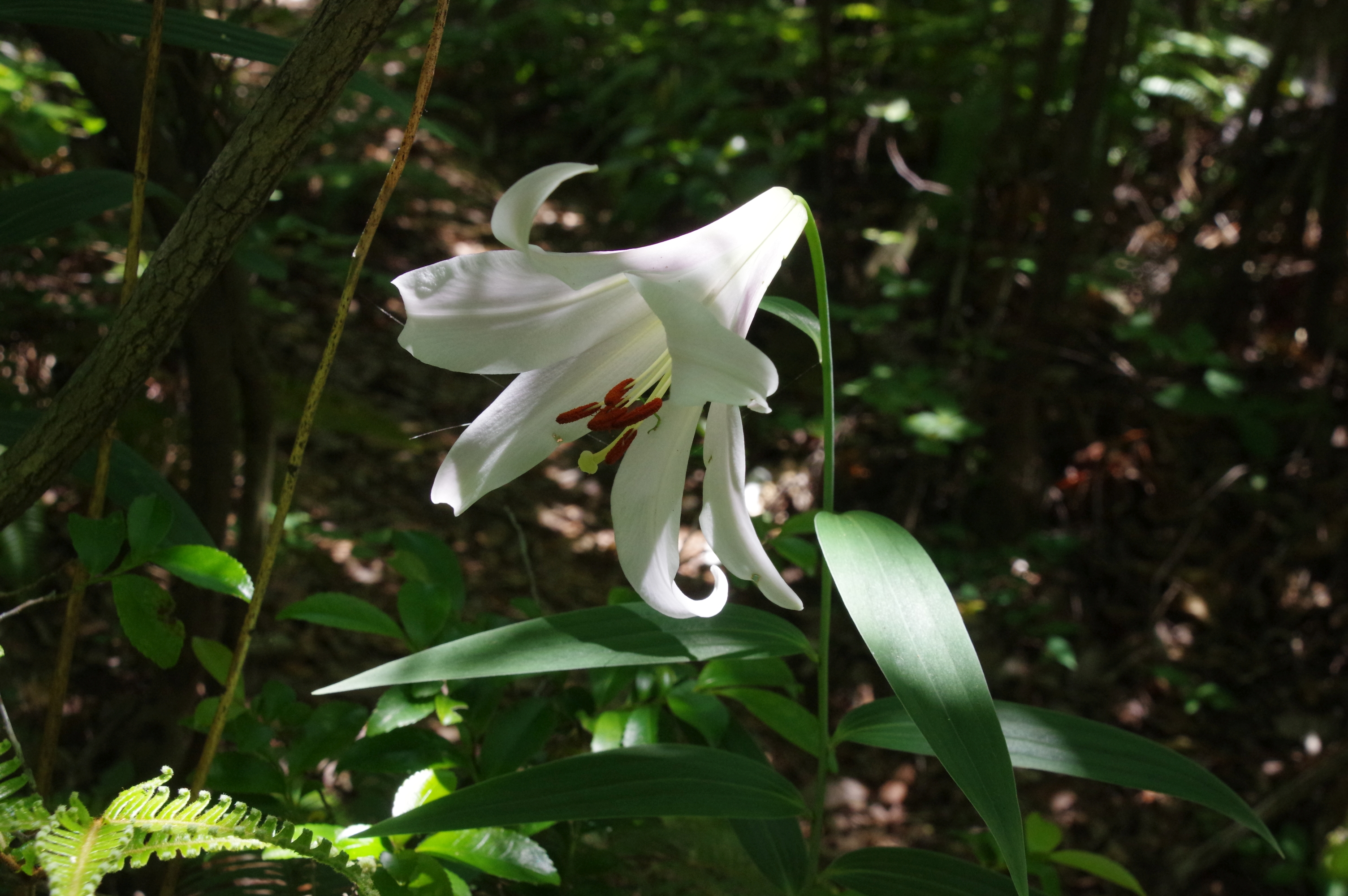 久々の山行は懐かしの中山 ヤマノボラー Minaphmさんの中山 兵庫県 大峰山の活動データ Yamap ヤマップ