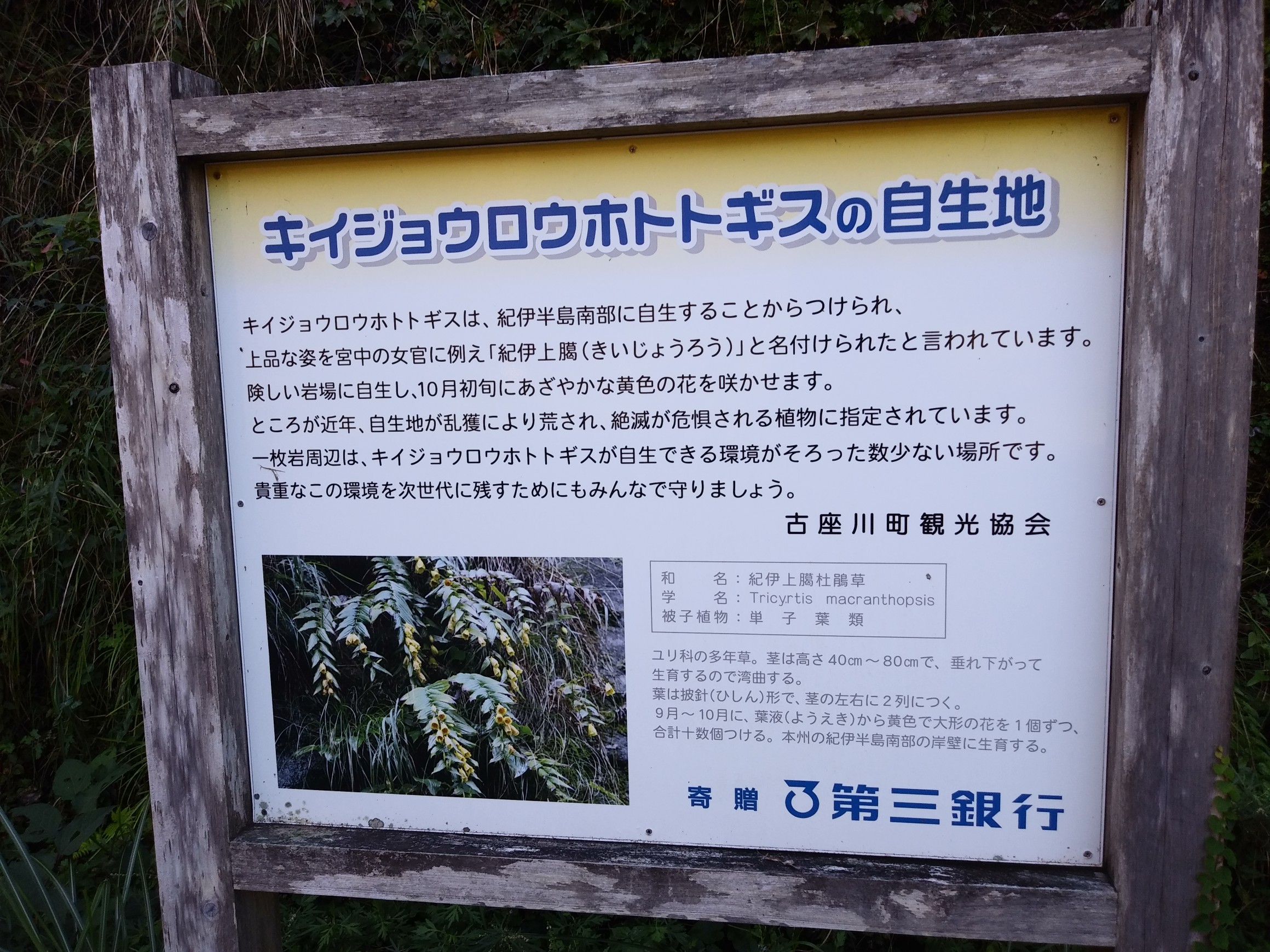 キイジョウロウのついでに嶽ノ森山 19 10 05 タコpさんの嶽の森 嶽ノ森山 峯ノ山の活動日記 Yamap ヤマップ