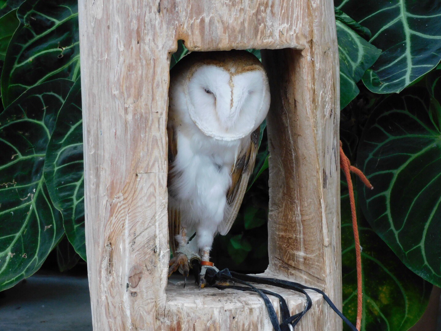 掛川花鳥園 ジョビ子 さんの粟ヶ岳の活動日記 Yamap ヤマップ