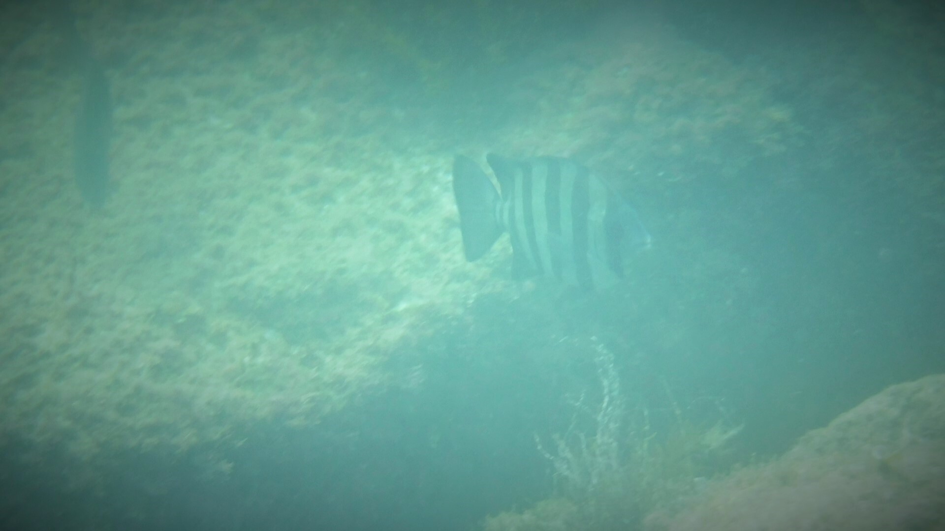 ９月の海中散歩 In 日本海 ともさんのウォーキングの活動日記 Yamap ヤマップ