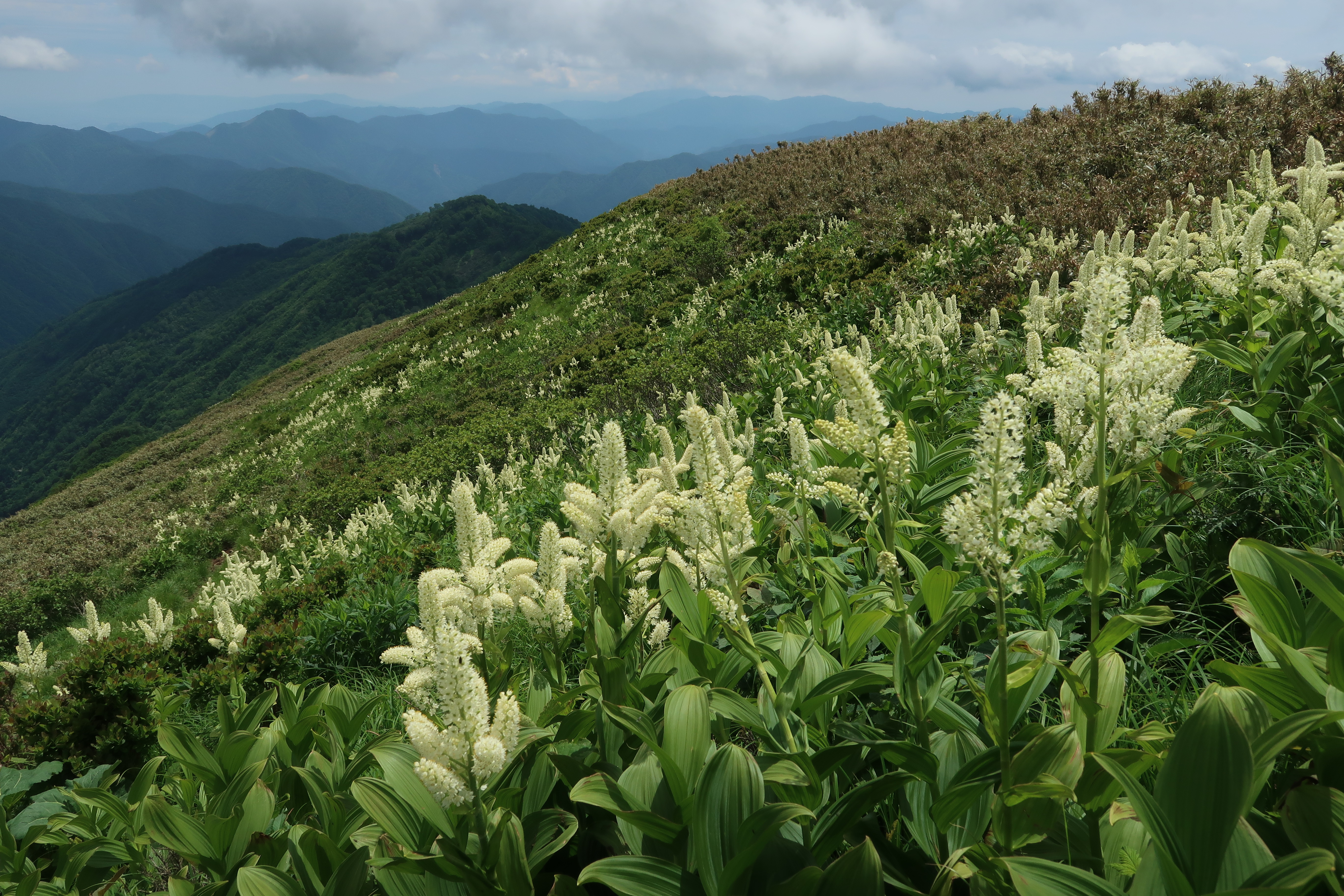 コバイケイソウが咲き乱れる能郷白山へ のこさんの能郷白山の活動データ Yamap ヤマップ