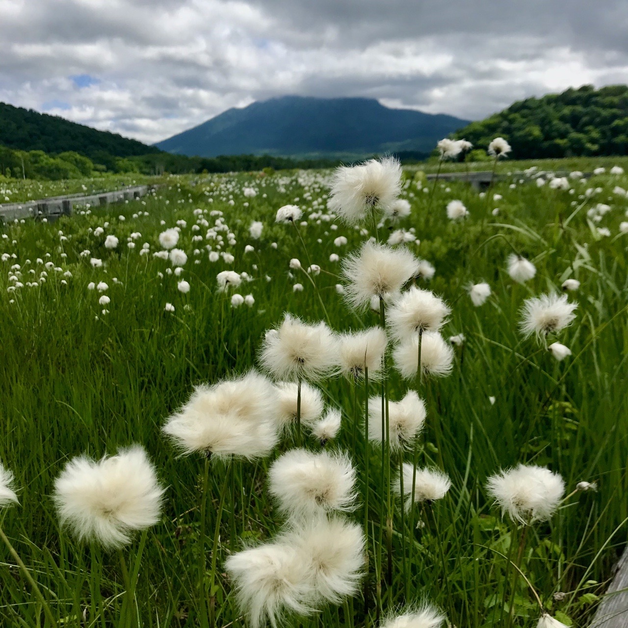 尾瀬のワタスゲを見に女子登山部活動 06 24 Volcomさんの尾瀬 燧ヶ岳の活動データ Yamap ヤマップ