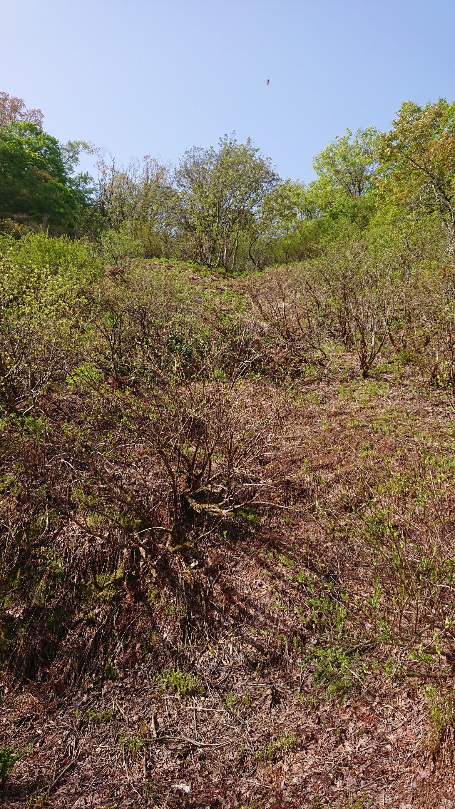 木六山・銀次郎山 ここも緑一色に
中央の木の後ろがやまのかみ