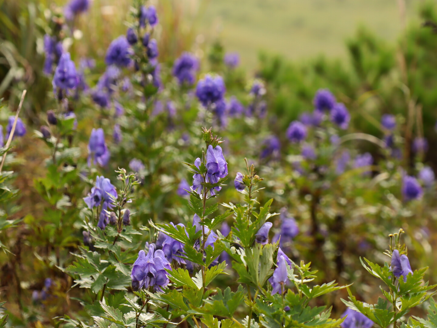 晴れ間を求めてキレイな霧ヶ峰へ 目当てはボルシチ 日本百名山 霧ヶ峰 車山 大笹峰の写真38枚目 ヤマトリカブト 山鳥兜 ゼブラ山山頂 Yamap ヤマップ