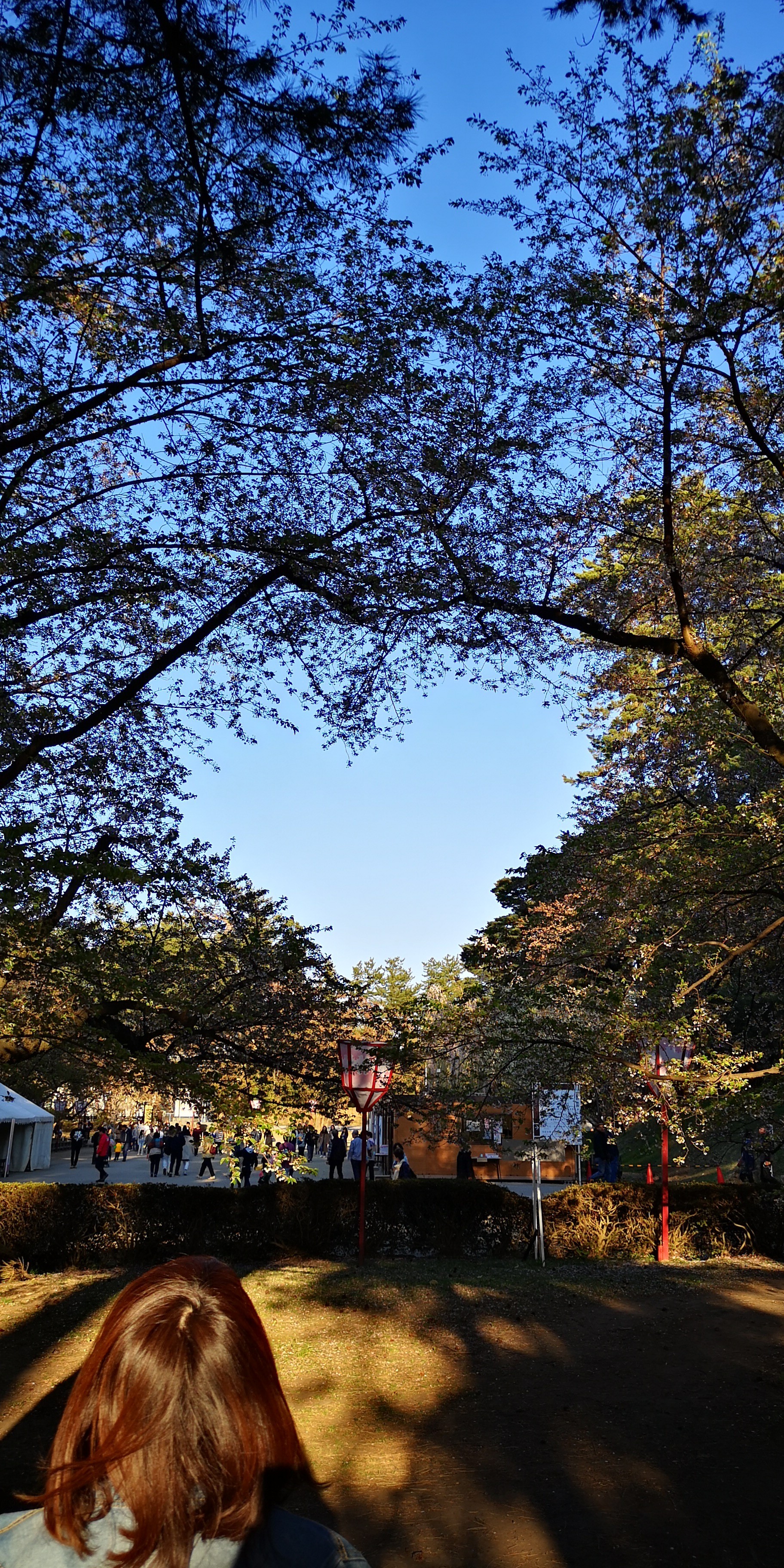 弘前城公園のハート 型 ノースロードさんの弘前市の活動データ Yamap ヤマップ