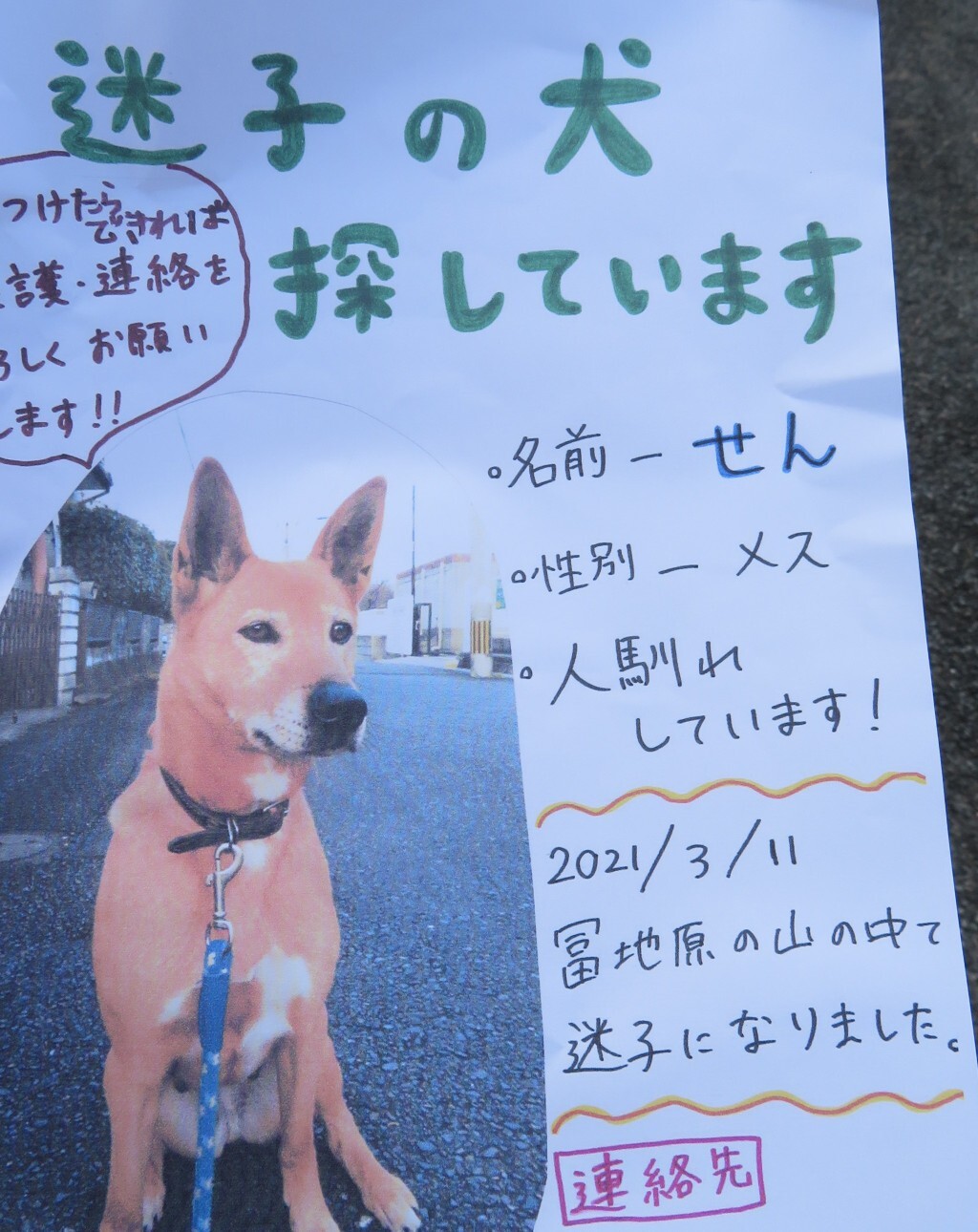 迷子の犬をさがしています コックンさんの新立山 権現山 城ヶ浦山 大平山 宗像市 の活動データ Yamap ヤマップ