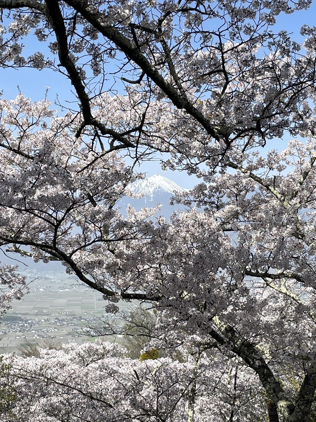 お花見登山 光城山・長峰山 / とだなさんさんの光城山・長峰山の活動データ | YAMAP / ヤマップ
