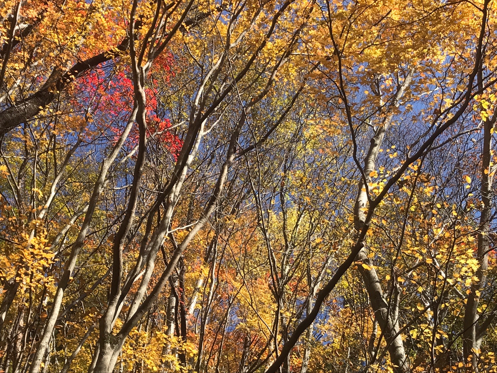 寂地峡の紅葉と寂地山登山 なかしげさんの吉和冠山 安芸冠山 広高山 寂地山の活動データ Yamap ヤマップ