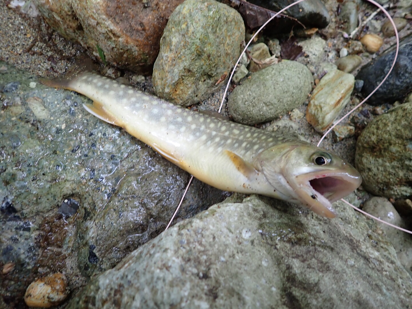 あの日以来 4年ぶりです 荒海山 芝草山 19 06 01 こうたろうさんの荒海山 芝草山の活動日記 Yamap ヤマップ