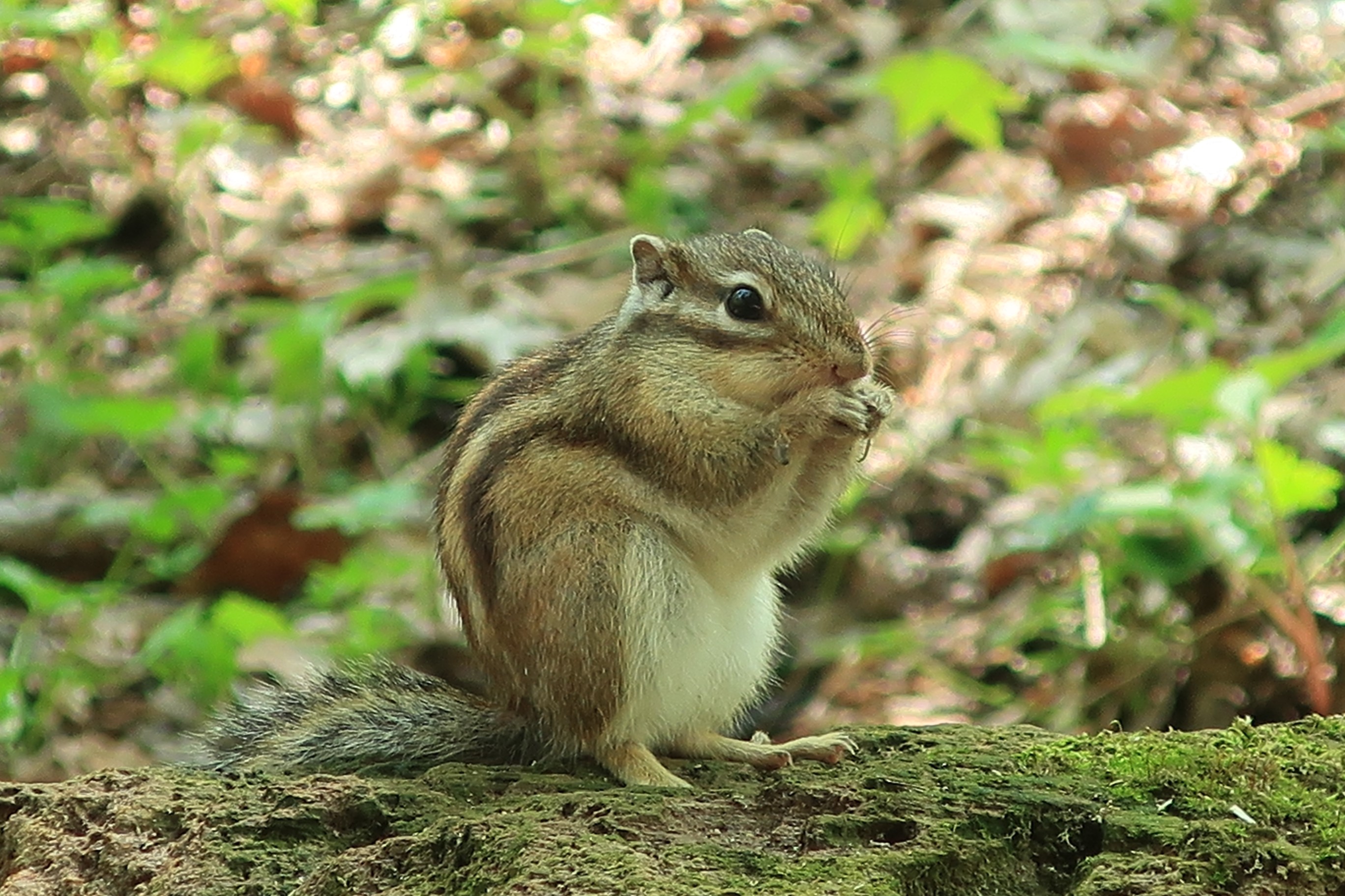 円山 リスの動画上げました Tamonさんの札幌市の活動データ Yamap ヤマップ