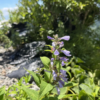 帰路は花を撮りながら…ミソガワソウ。
