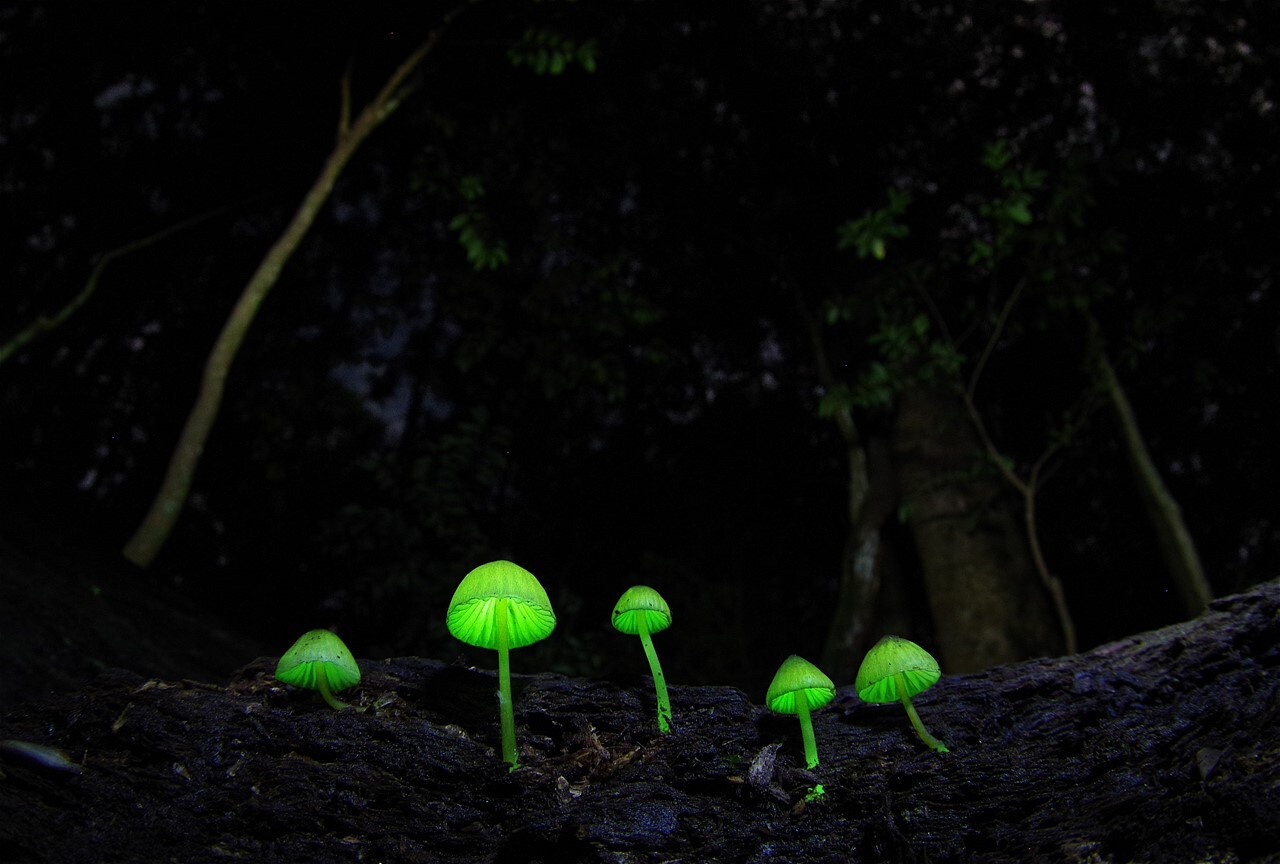 光るキノコ観賞会のお知らせ コータローさんの横倉山の活動日記 Yamap ヤマップ