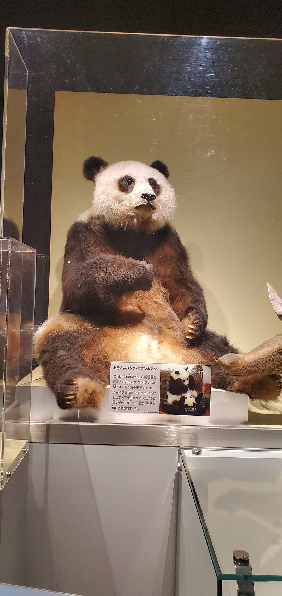 ミイラ展を見に国立科学博物館へ 02 23 中山道 日本橋 板橋宿 蕨宿 の写真17枚目 上野といえば パンダ クマ科だけ Yamap ヤマップ