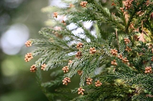 大阪公立大学附属植物園 / 枚方市の写真9枚目 / 花粉症になりそう！？ YAMAP / ヤマップ