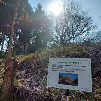 槇尾山（槙尾山）・和泉葛城山・神於山 もうすぐ桜🌸