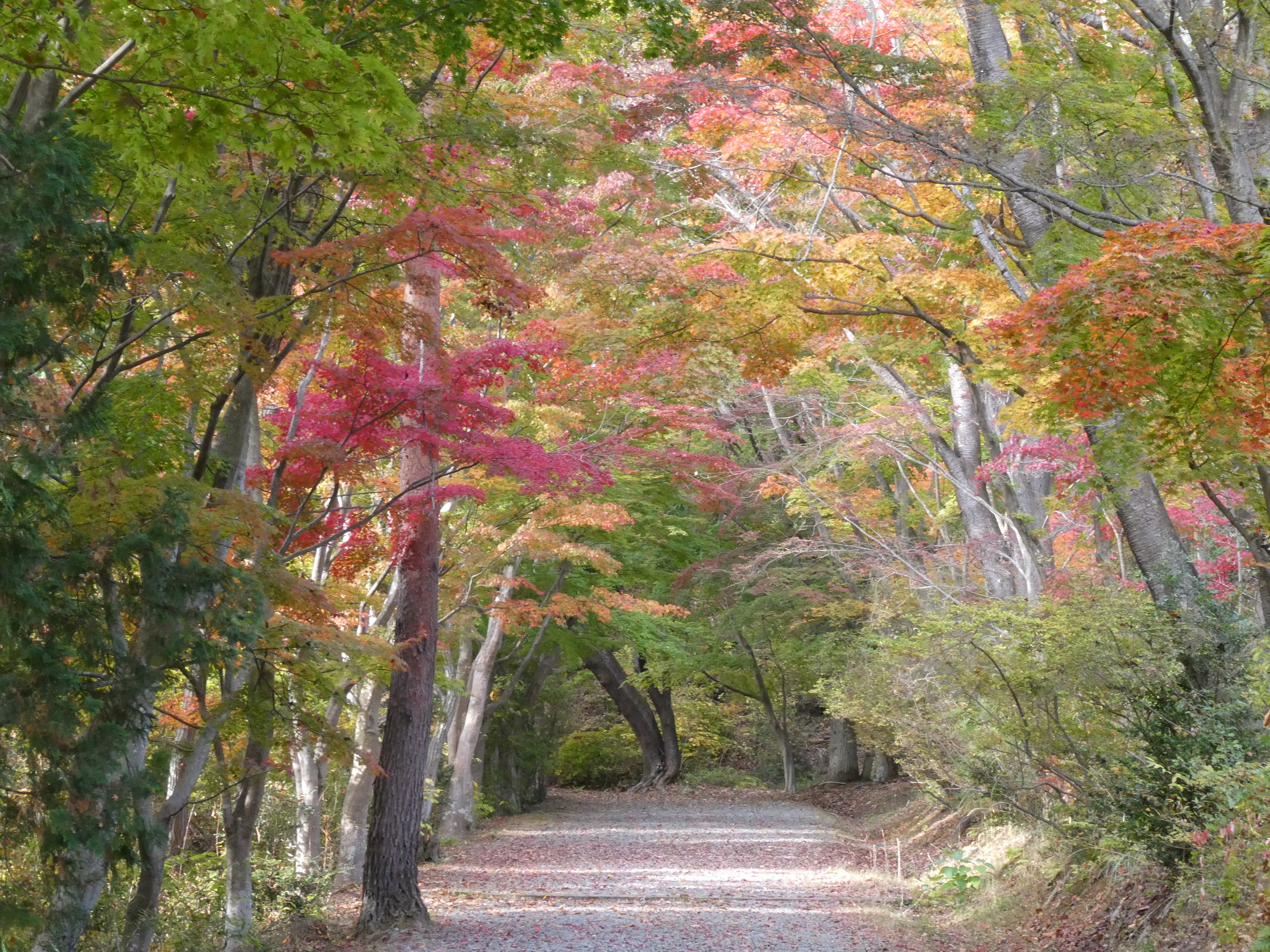 小木津山自然公園 不動滝 羽黒山 11 15 なるさんの日立アルプストレイル 神峯山の活動データ Yamap ヤマップ